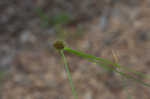 Cuban bulrush